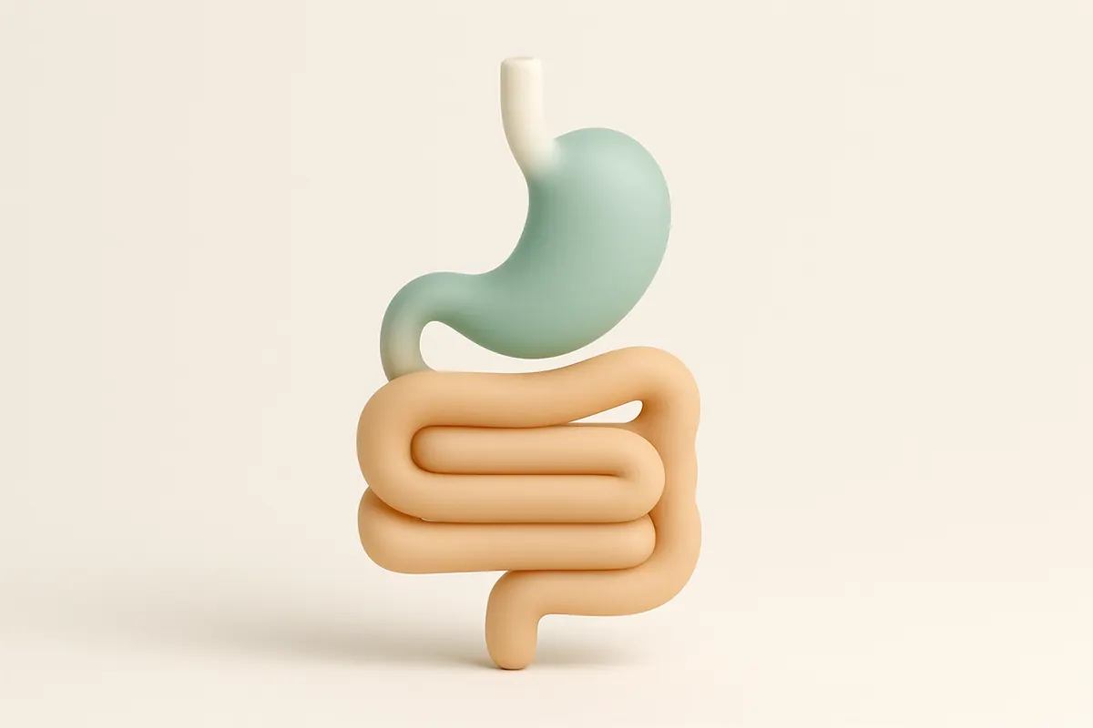 Esquema del aparato digestivo con el estómago y el intestino enrollado